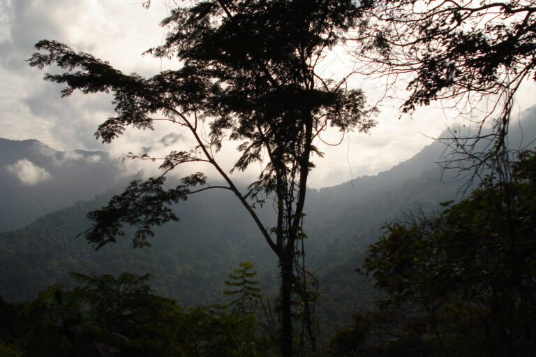 Selva húmeda, Parque Nacional Henri Pittier